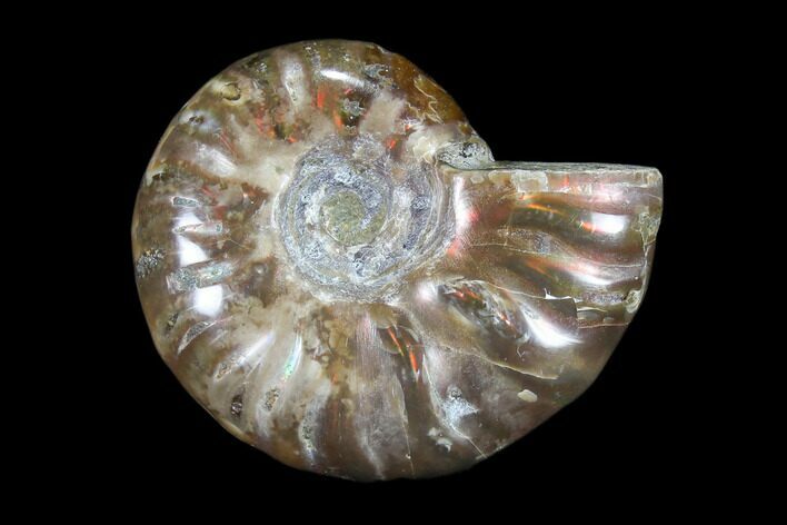 Iridescent, Red Flash Ammonite - Madagascar #82444